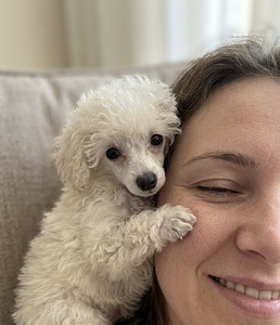 Toy poodle Fci (3 foto / 3)