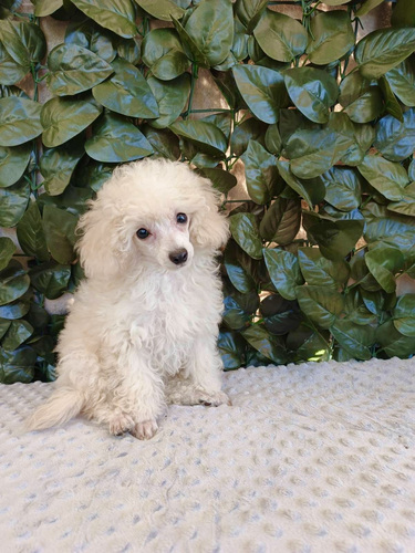 Toy poodle Fci