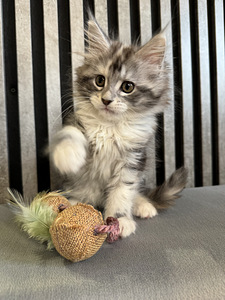 Burvīga meinkūna kaķenīte Ariel meklē mīlošas mājas (3 foto no 3)