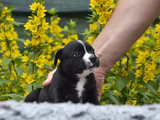 Staffordshire,i bullterrieri kutsikad