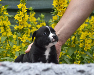 Staffordshire,i bullterrieri kutsikad (2 foto / 6)