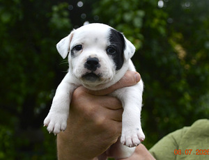Staffordshire,i bullterrieri kutsikad (4 foto / 6)