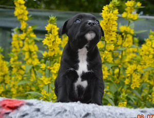Staffordshire,i bullterrieri kutsikad (5 foto / 6)