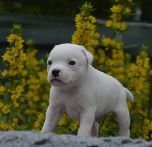 Staffordshire,i bullterrieri kutsikad (6 foto / 6)