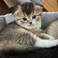 Продается шотландский вислоухий котенок (мальчик) (фото #2)