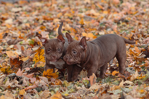American pocket bully (3 foto no 10)
