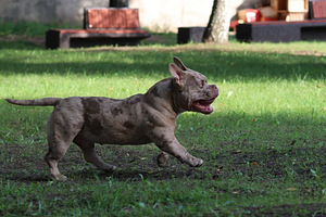 AMERICAN POCKET BULLY (6 foto no 7)