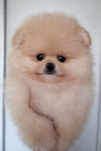 Pomeranian pentu (4 valokuva sivusta 4)