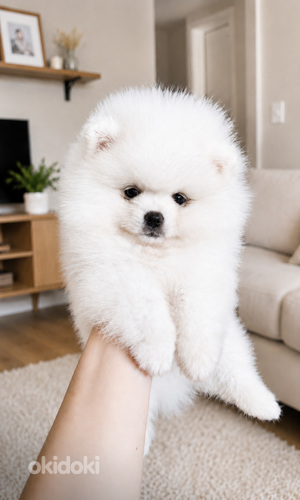 Pomeranian spits