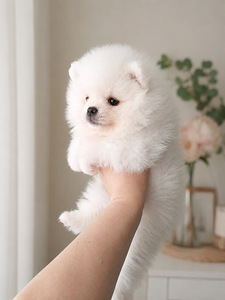 Pomeranian spits (3 valokuva sivusta 4)