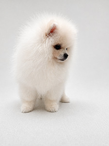 Pomeranian spits (2 valokuva sivusta 4)