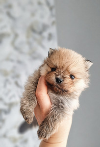 Pomeranian pentu (4 valokuva sivusta 7)