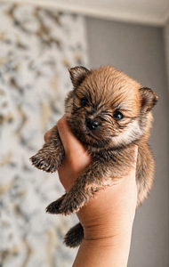 Pomeranian pentu (1 valokuva sivusta 7)