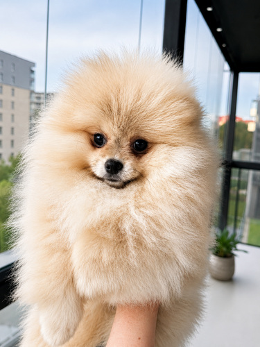 Pomeranian pentu