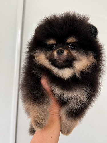 Pomeranian pentu