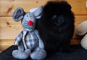 Pomeranian spits (7 foto / 8)