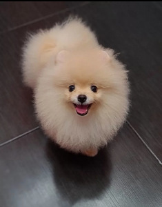 Pomeranian spits (8 foto / 8)