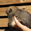 Pomeranian spits (foto #3)