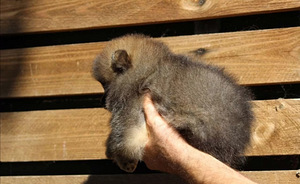 Pomeranian spits (3 foto / 8)