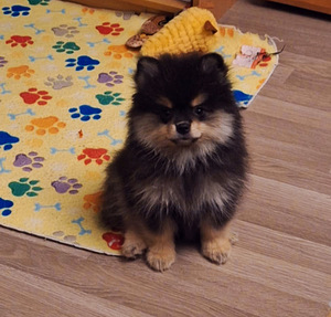 Pomeranian spits