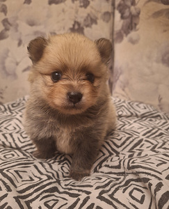 Pomeranian spits (2 foto / 3)