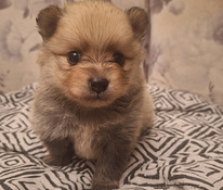 Pomeranian spits