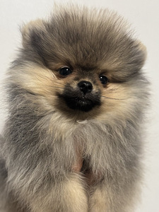 Pomeranian spits (6 foto / 7)