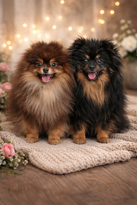 Pomeranian spits (9 foto / 10)