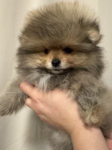 Pomeranian spits (4 foto / 9)