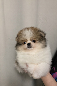 Pomeranian spits (1 foto / 9)