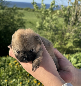 Pomeranian spits (5 foto / 8)
