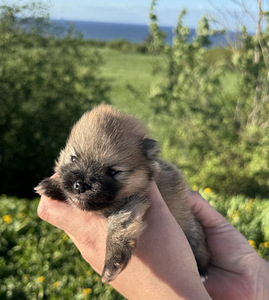 Pomeranian spits (6 foto / 8)