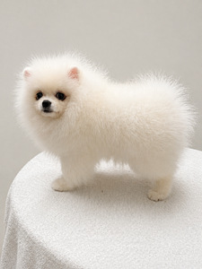 Pomeranian spits (2 foto / 7)