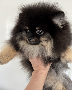 Pomeranian (2 valokuva sivusta 4)