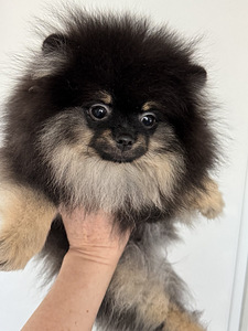 Pomeranian (1 valokuva sivusta 4)