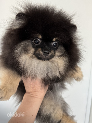 Pomeranian