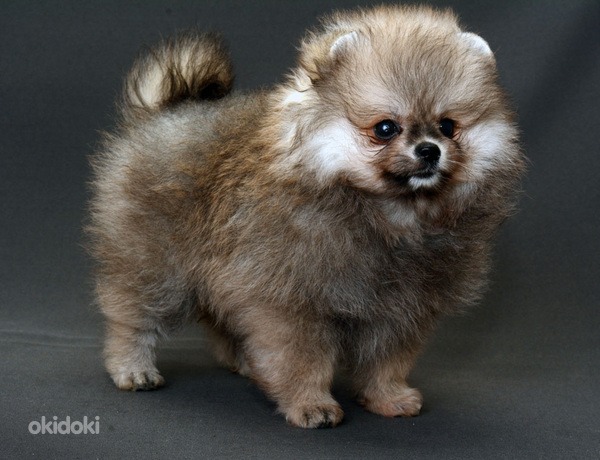 Pomeranian spits