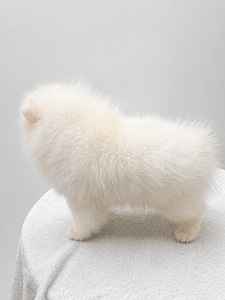 Pomeranian spits (2 foto / 4)