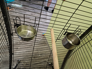 Puur suurtele papagoile (3 foto / 3)