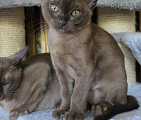 Burma