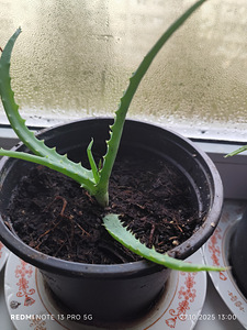 Aaloe (6 foto / 10)