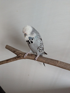Viirpapagoid (2 foto / 3)