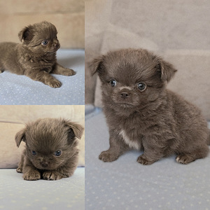 Chihuahuan pitkäkarvaiset pennut