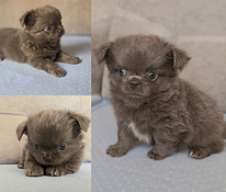 Chihuahuan pitkäkarvaiset pennut