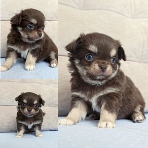 Chihuahuan pitkäkarvaiset pennut (3 valokuva sivusta 4)