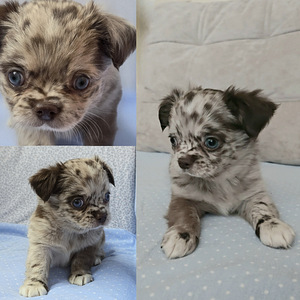 Chihuahuan pitkäkarvaiset pennut