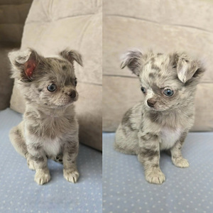 Chihuahuan pennut