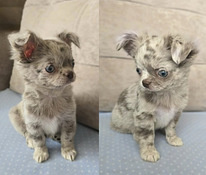 Chihuahuan pennut
