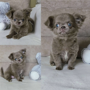 Pitkäkarvainen chihuahuan tyttöpentu