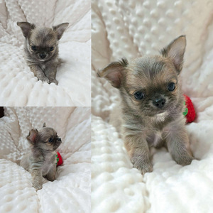 Chihuahuan (1 valokuva sivusta 2)